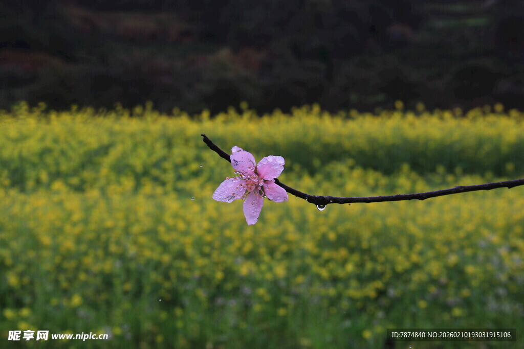 婺源一枝桃花绽于油菜田间