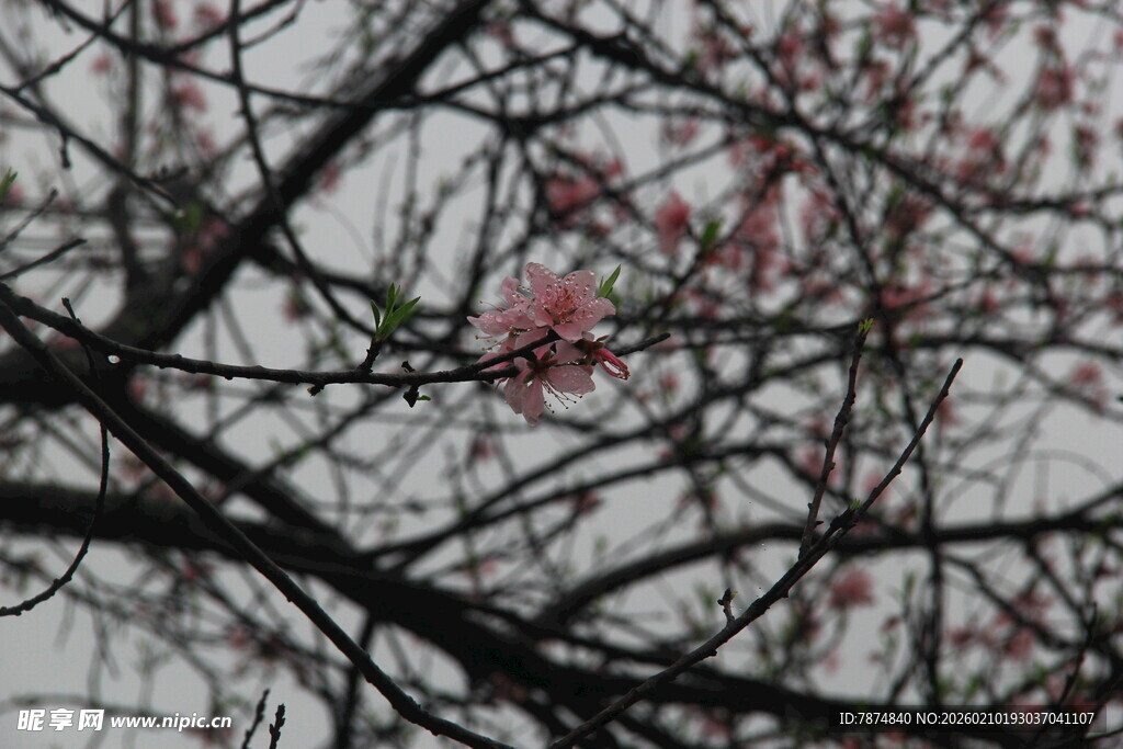 婺源枝头小鸟与绽放花朵