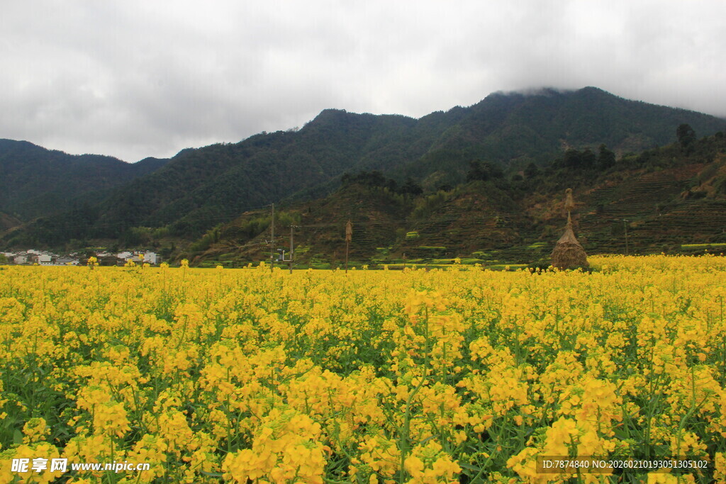 婺源金黄油菜花海与远山
