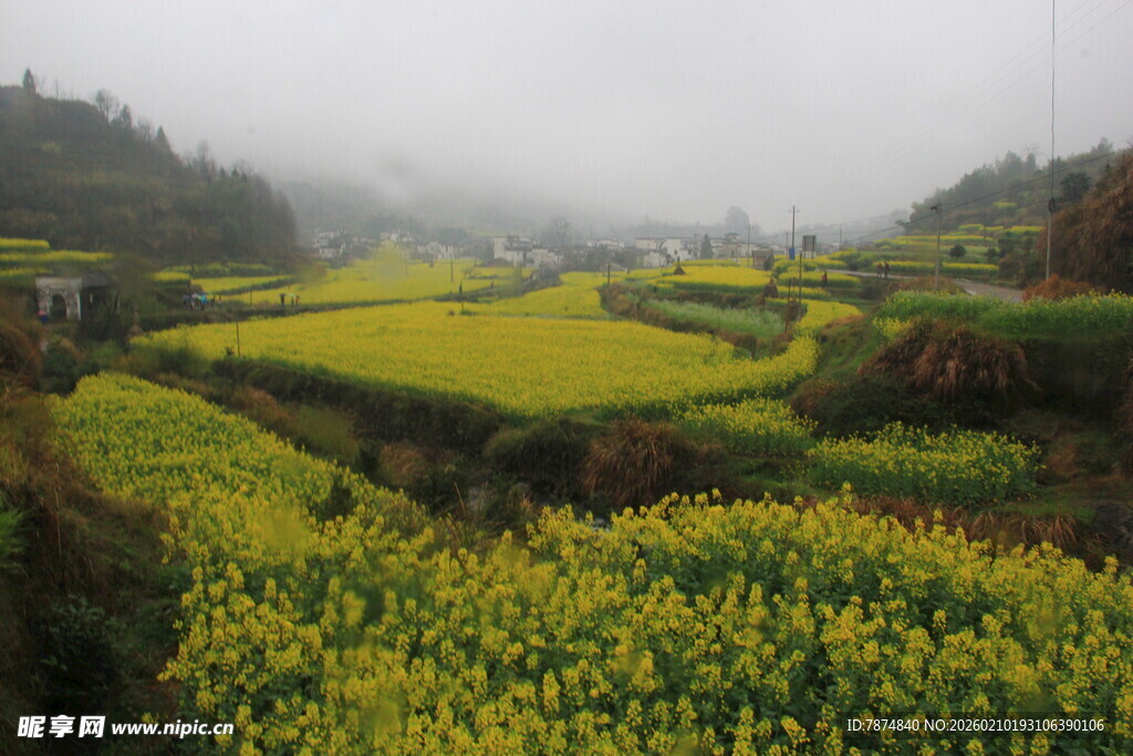婺源雾中油菜田美景