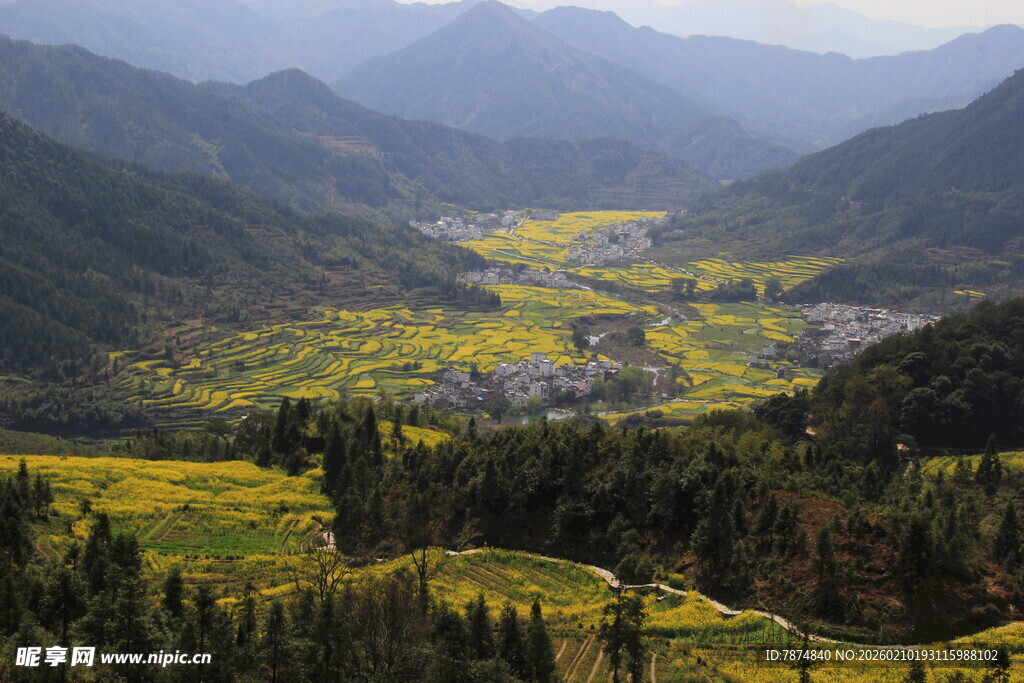 婺源山间油菜花海田园风光