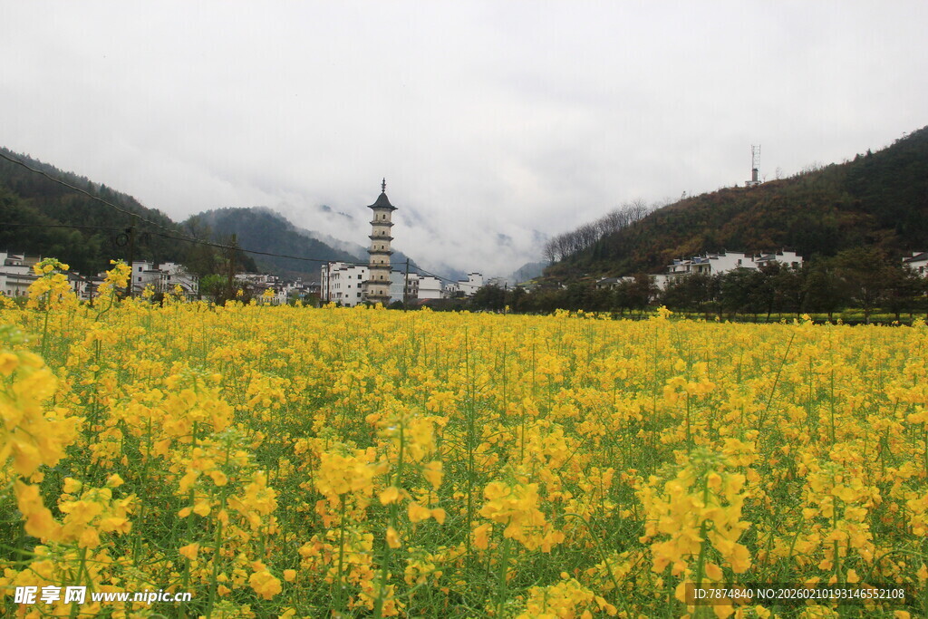 婺源金黄油菜花田中的远方建筑