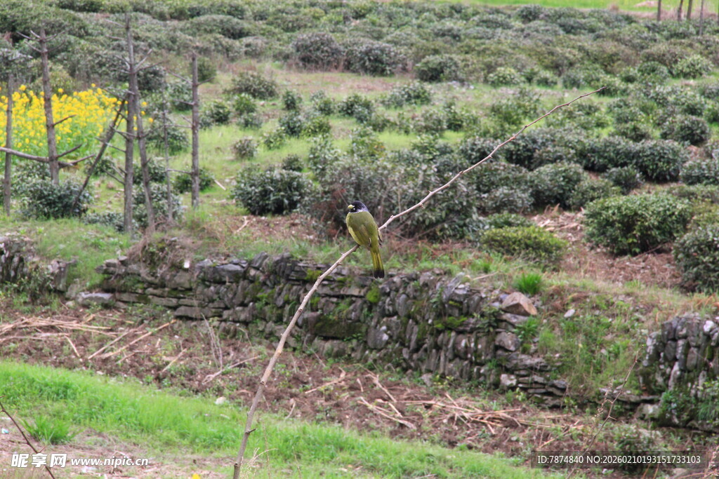 婺源野外绿植丛生的自然景象