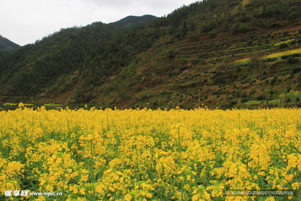 婺源金黄油菜花海与青山相映