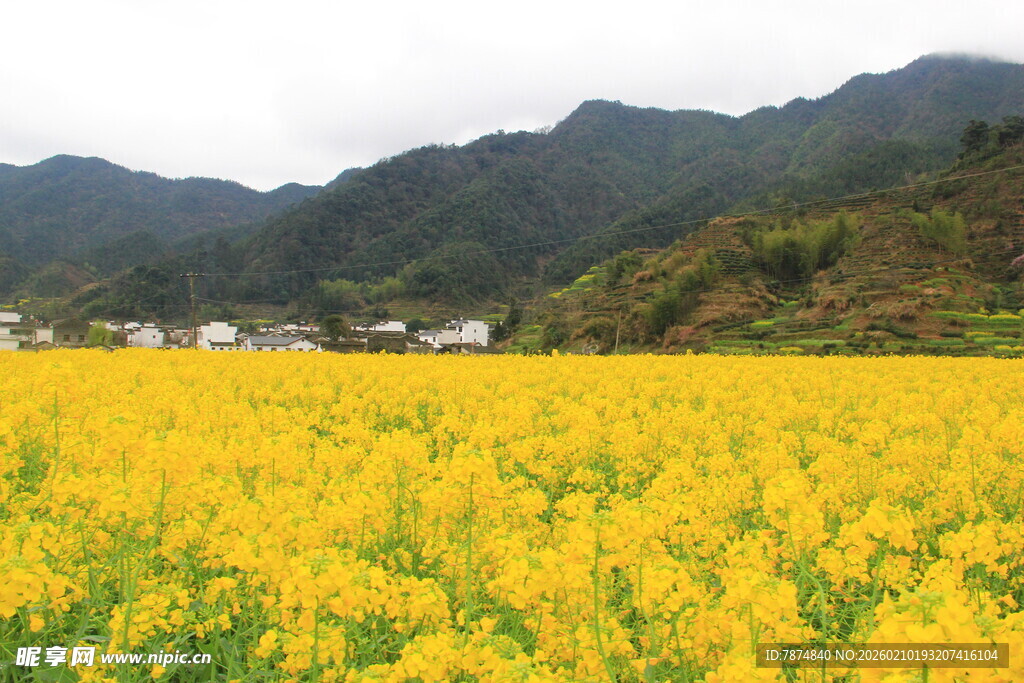 婺源金黄油菜花海与远山美景