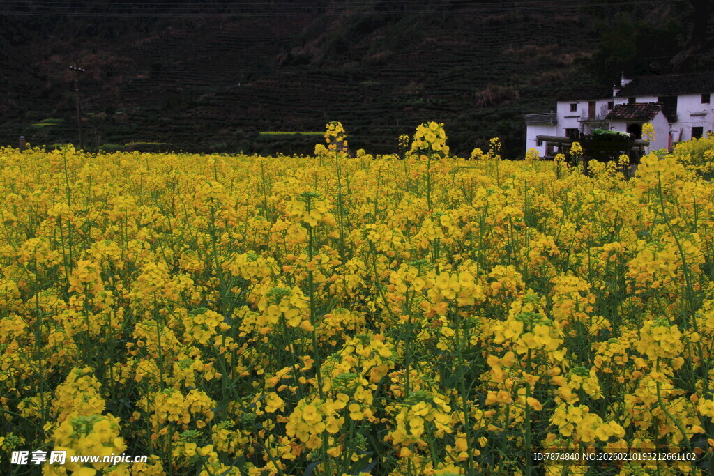婺源金黄油菜花海中的房屋
