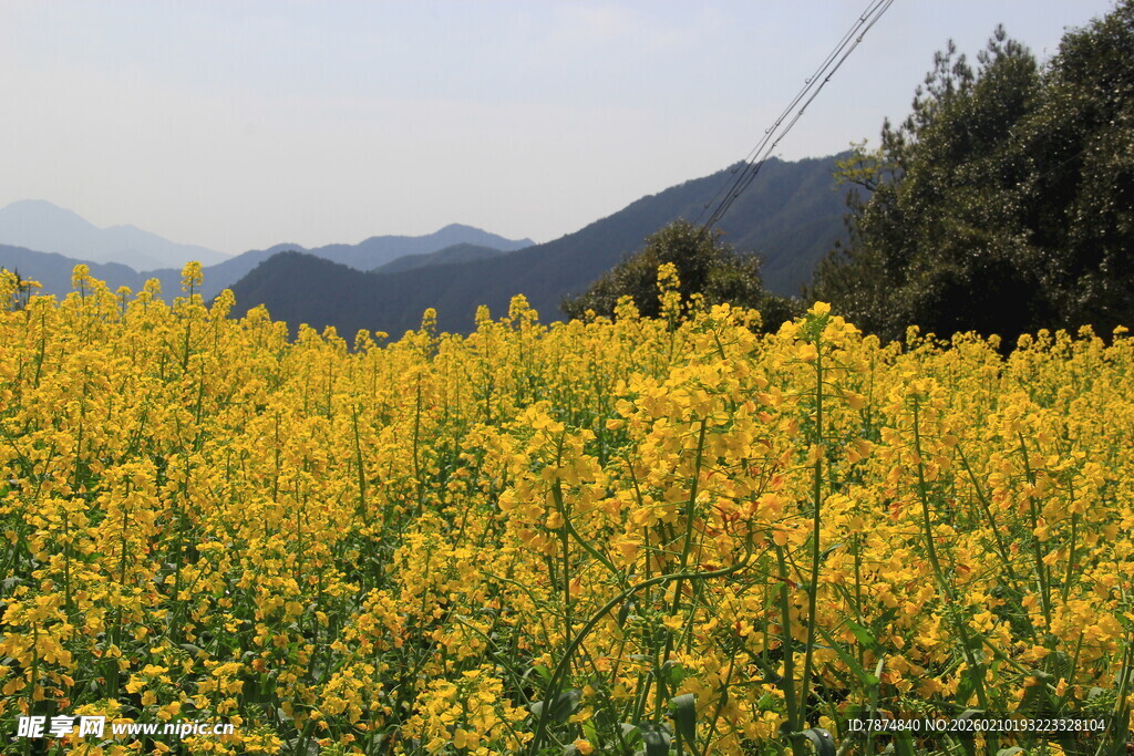 婺源金黄油菜花海 远山相伴