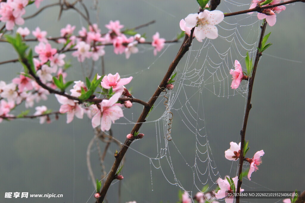 婺源枝头桃花与蛛网的景致