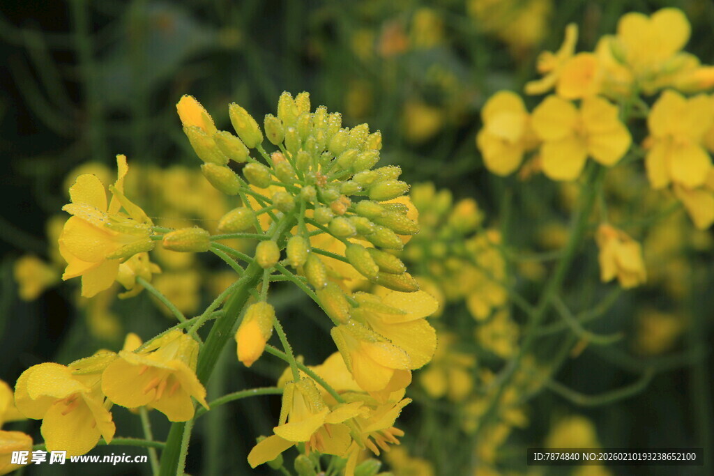 婺源绽放的黄色油菜花