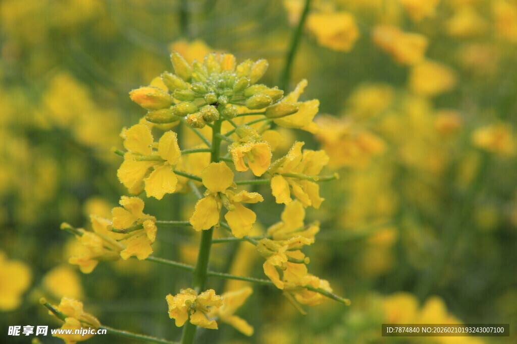婺源金黄油菜花特写