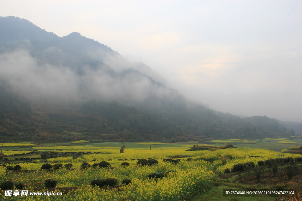 婺源山间油菜花海云雾缭绕