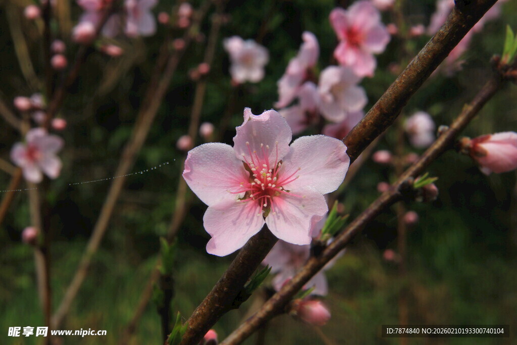 婺源娇艳桃花绽放枝头