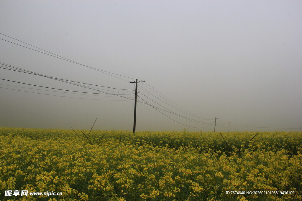 婺源雾中油菜花田与电线杆