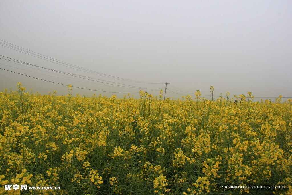 婺源金黄油菜花田美景