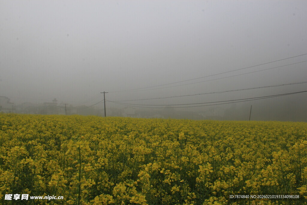 婺源雾中油菜花海美景