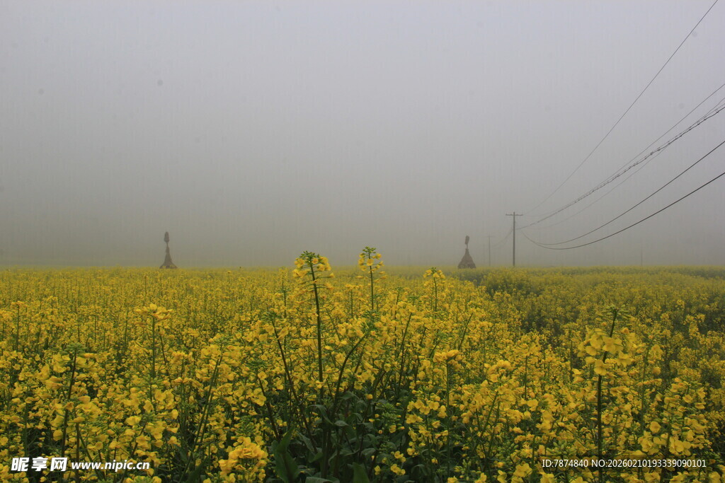 婺源雾中灿烂的黄色油菜花田