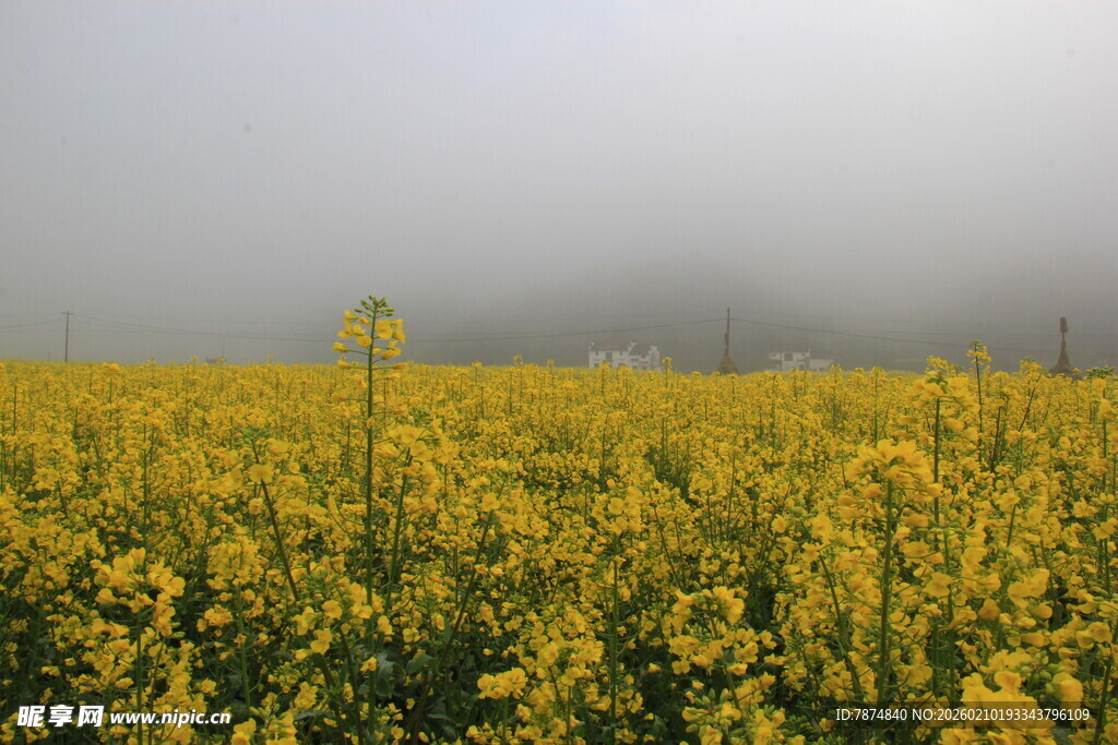 婺源雾中灿烂的油菜花海