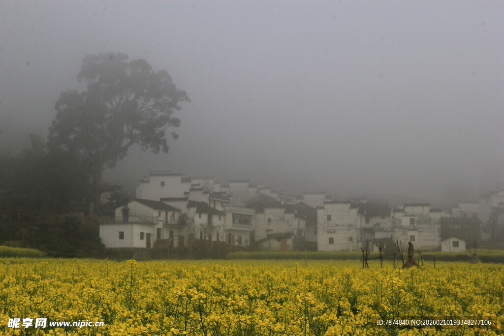 婺源雾中黄花映衬白墙黛瓦