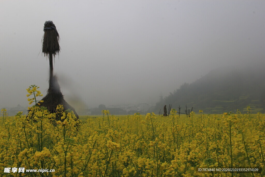 婺源雾中黄花间的孤独稻草人