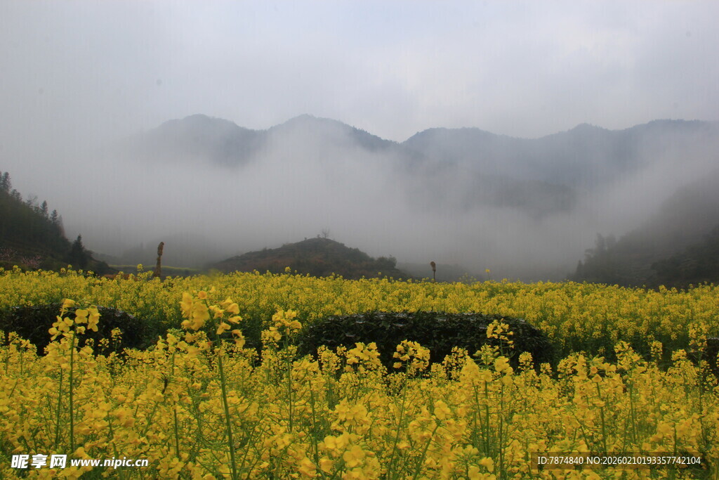 婺源雾中油菜花海美景