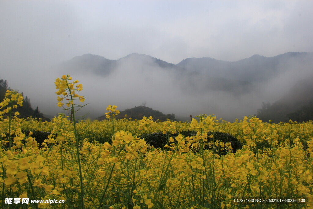 婺源山间油菜花田云雾缭绕