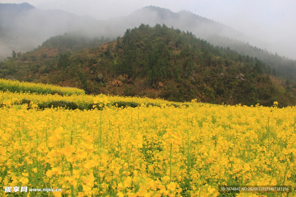 婺源山间油菜花海美景