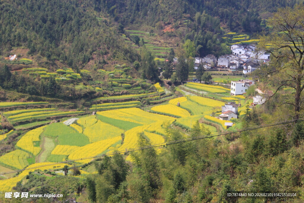 婺源春日梯田油菜花乡村美景