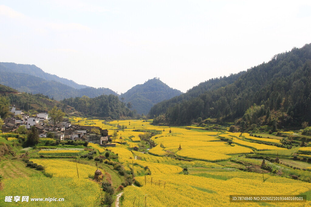 婺源金黄梯田与青山相映成趣