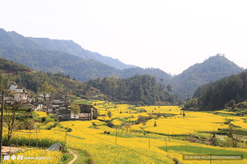 婺源山间油菜田乡村美景