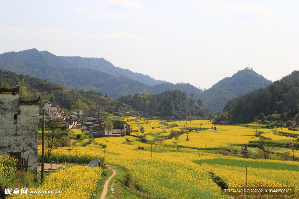 婺源春日山间油菜花海美景