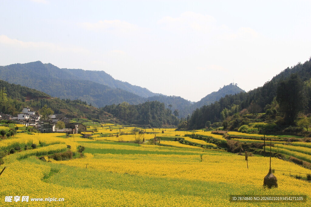 婺源金黄梯田中的乡村美景