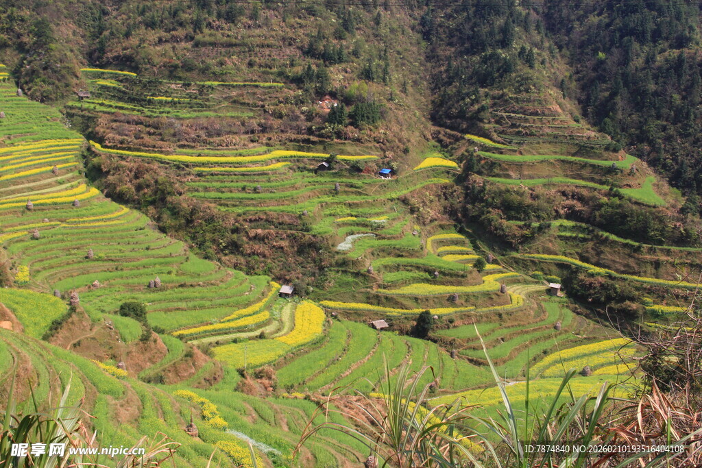 婺源壮观美丽的山间梯田景观
