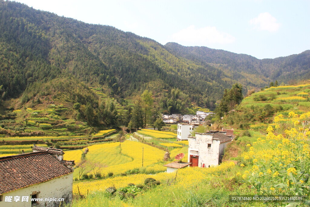 婺源山间田园风光 金黄油菜花田