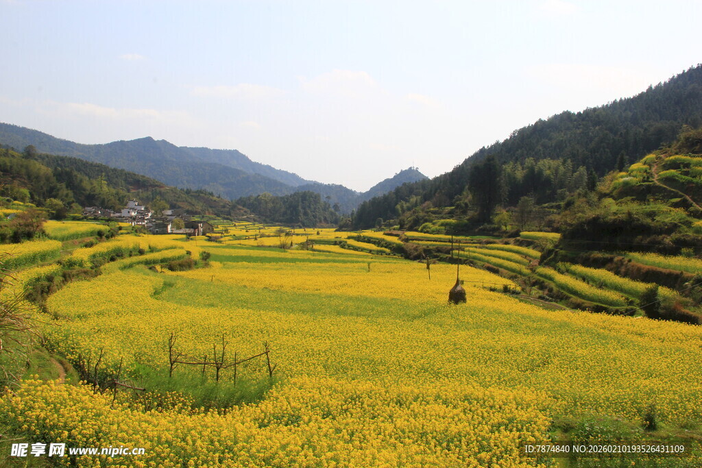 婺源春日梯田油菜花美景