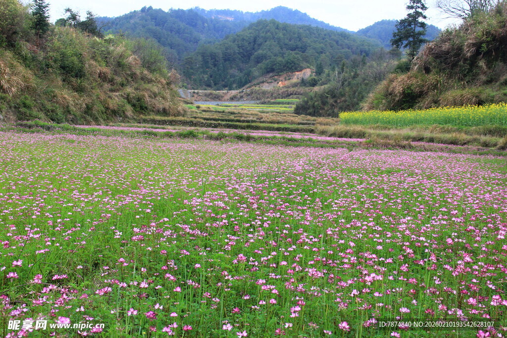 婺源山间花海 绽放绚烂色彩