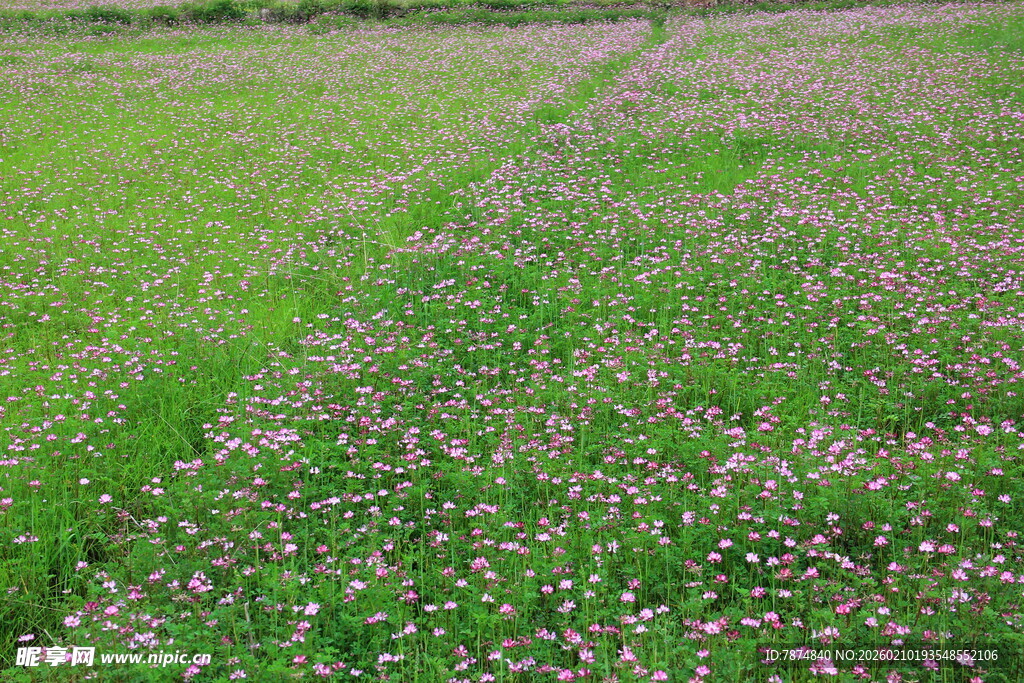 婺源绿野繁花 乡间诗意小径