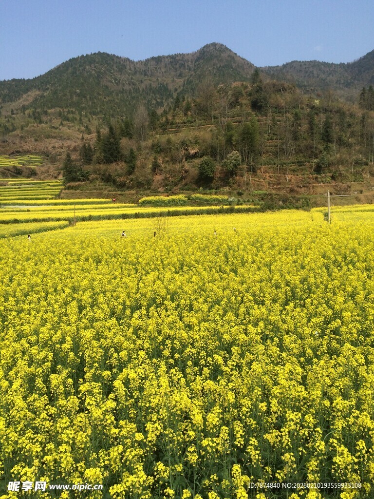 婺源春日油菜花海美景