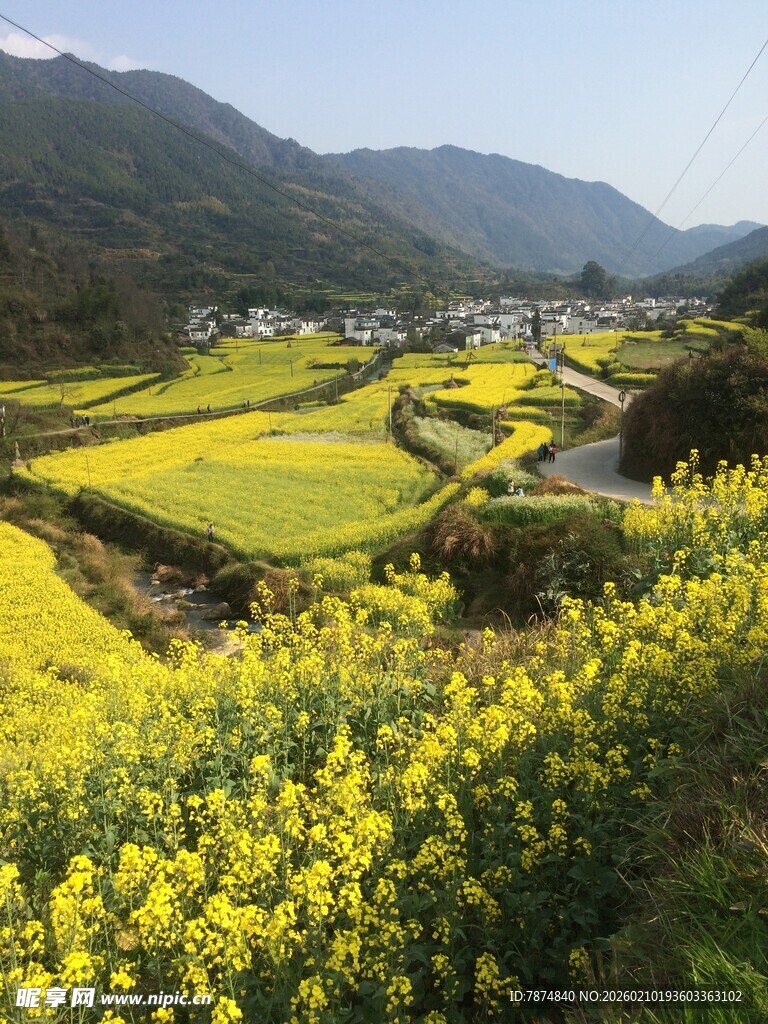 婺源春日山间油菜花海美景