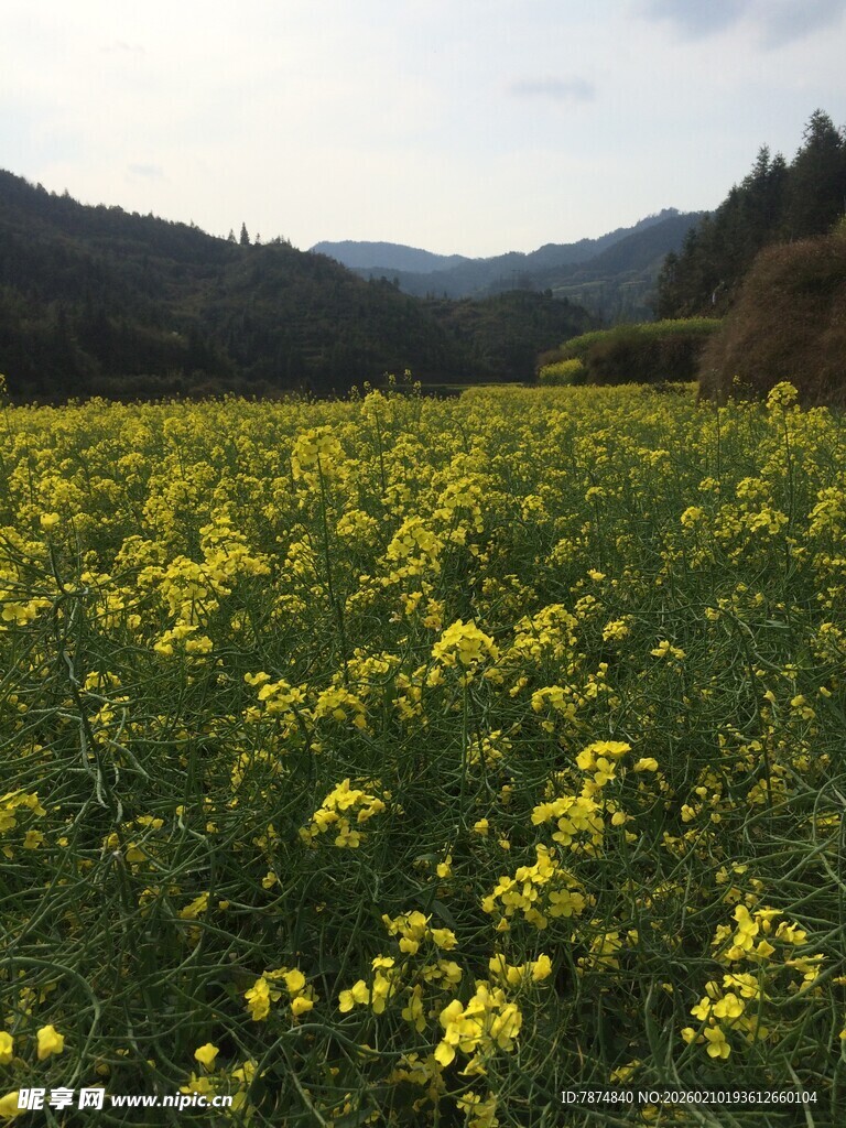婺源春日油菜花田美景