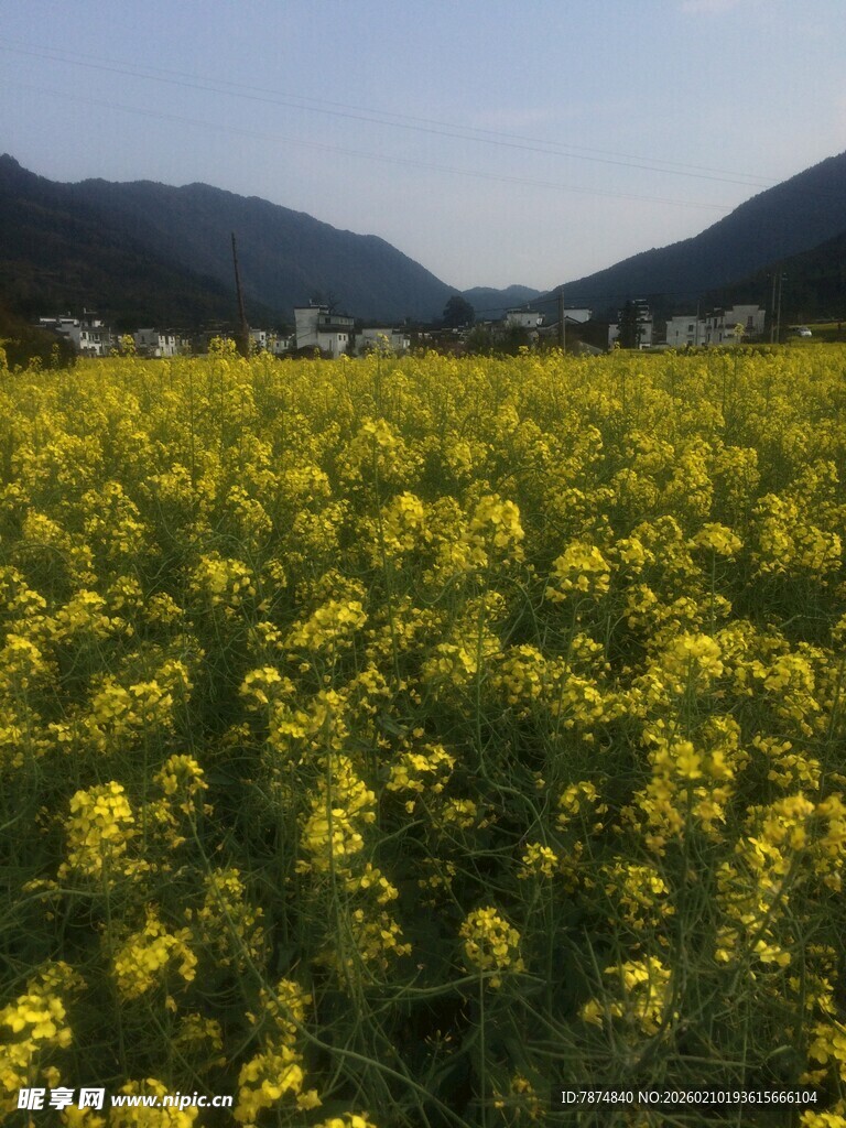婺源金黄油菜花海 远山相伴