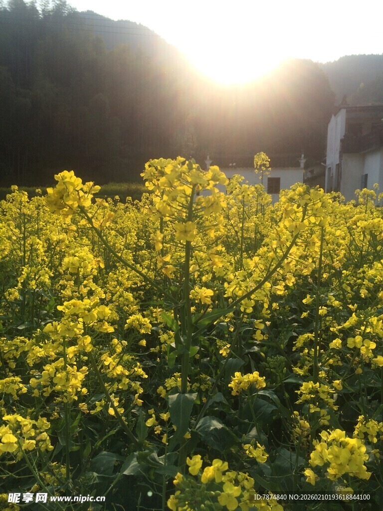 婺源春日油菜田 阳光洒落