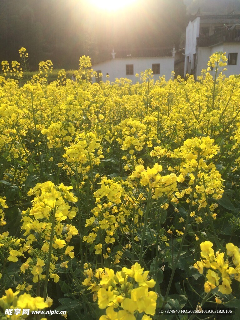 婺源春日油菜花田美景