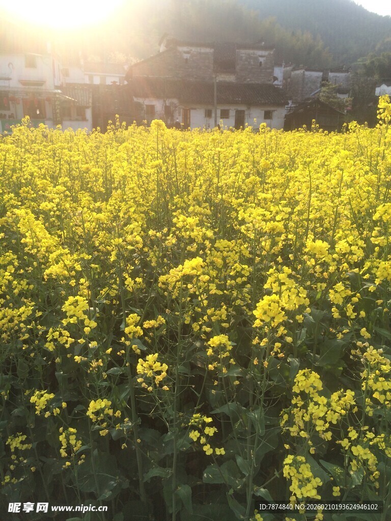 婺源春日油菜花海美景