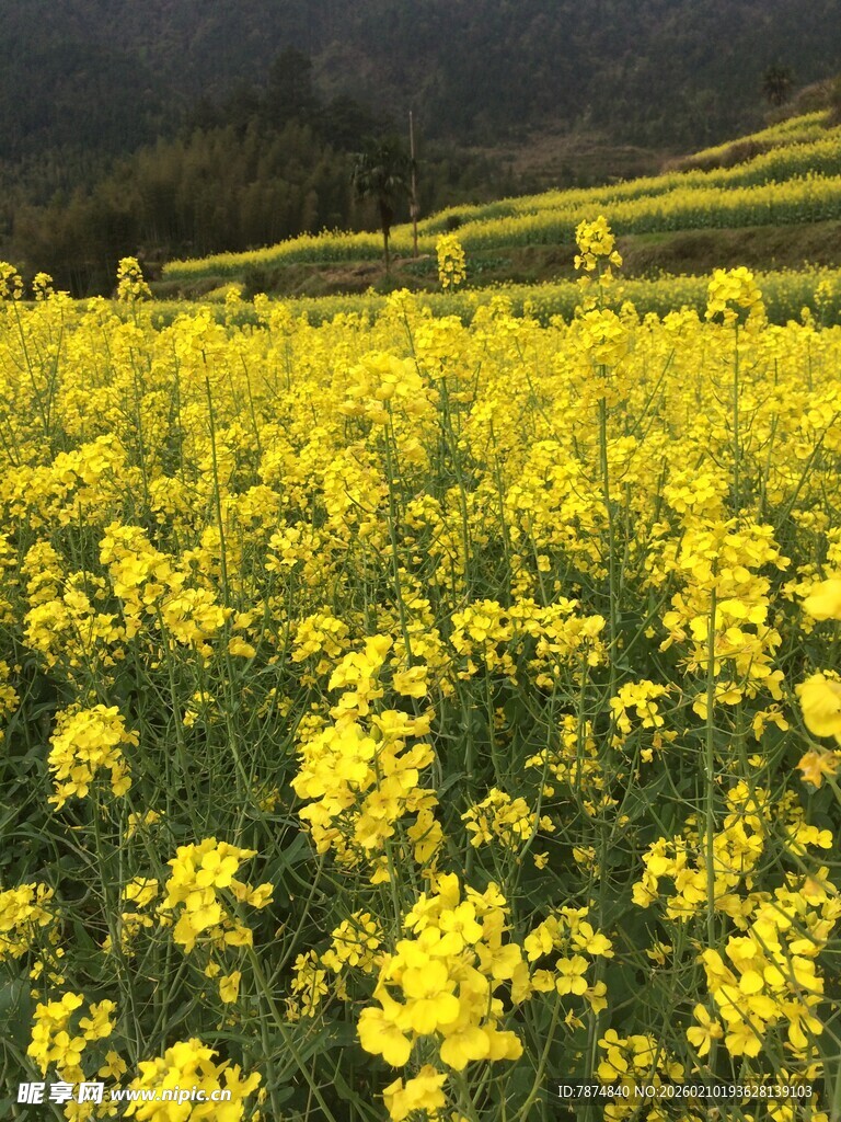 婺源金黄油菜花海田园美景