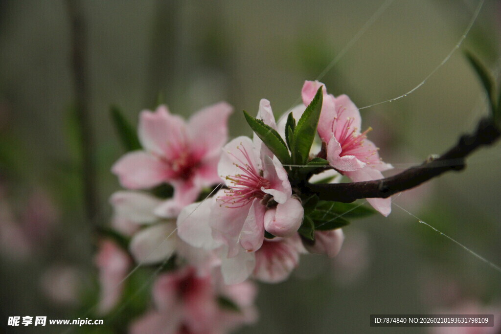 婺源枝头绽放的粉嫩桃花