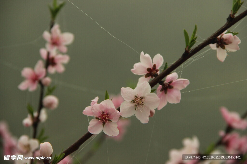 婺源枝头绽放的粉嫩桃花