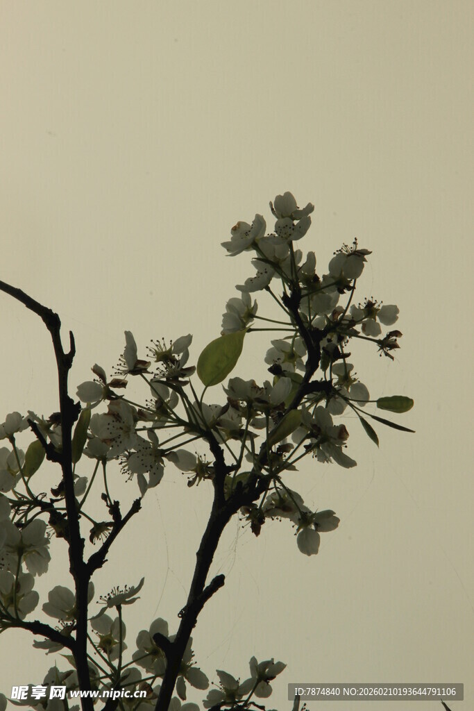 婺源枝头绽放的嫩绿新芽