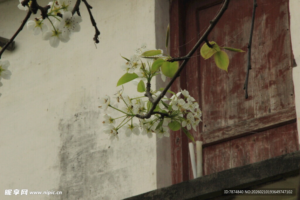 婺源老旧墙边绽放的白色花枝