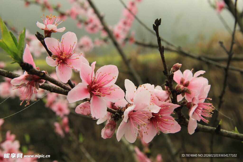 婺源枝头粉桃绽放