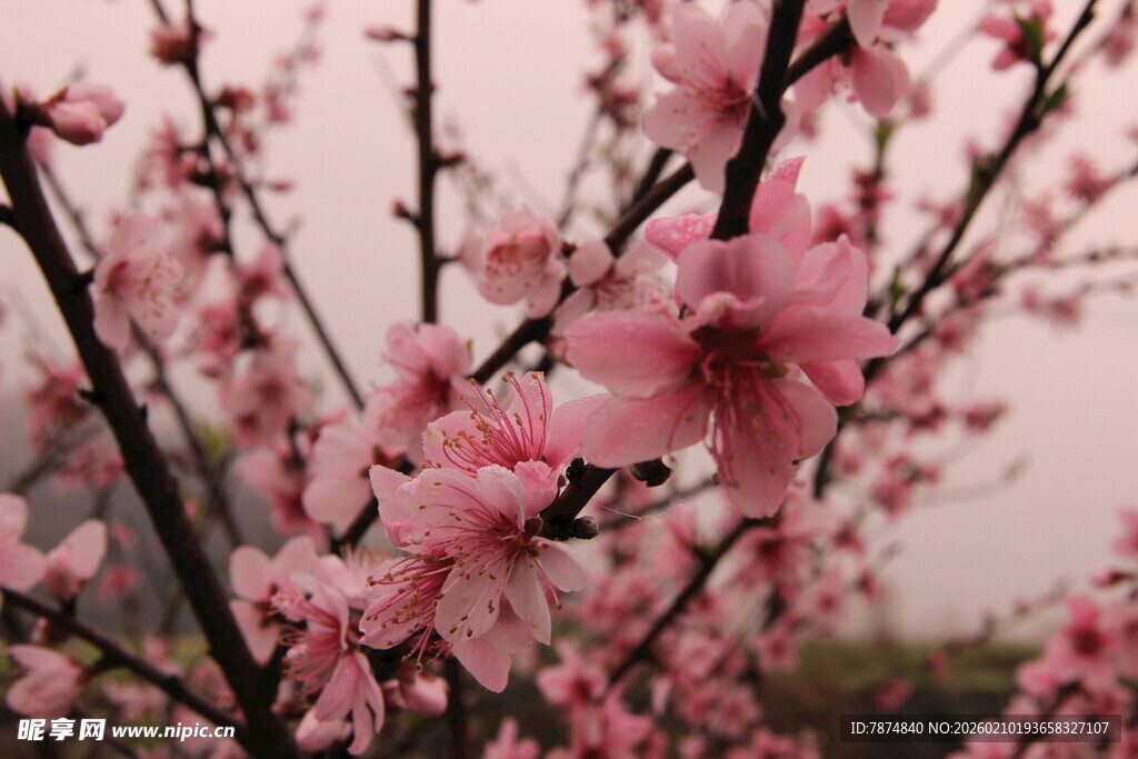 婺源粉嫩桃花枝头绽放